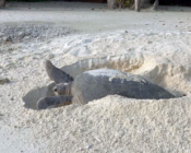 Adopted green turtle, Maldives. Image.