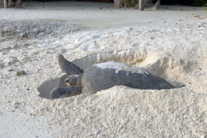 Lilthunder, green, adopted for $TRTL. Adopted green turtle, Maldives. Image.
