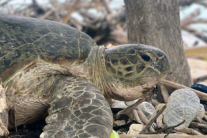 Dr. Oz, green turtle, adopted for $TRTL Green turtle, nesting, Medhufaru, Noonu atoll, Maldives. Image.