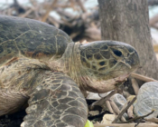 Green turtle, nesting, Medhufaru, Noonu atoll, Maldives. Image.
