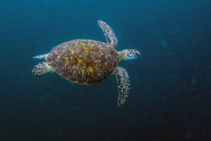 Poutchi, green turtle, adopted by Carine for Dominik Green turtle swimming in the blue, Kendhikolhudhoo, Noonu, Maldives. Image.