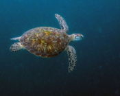 Green turtle swimming in the blue, Kendhikolhudhoo, Noonu, Maldives. Image.