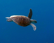 Juvenile green turtle swimming into the blue, Kendhikolhudhoo, Noonu atoll, Maldives. Image.