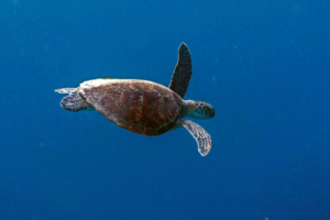 Frenship, green turtle, adopted for $TRTL Juvenile green turtle swimming into the blue, Kendhikolhudhoo, Noonu atoll, Maldives. Image.