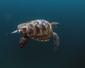 Green turtle swimming away, Kendhikolhudhoo, Noonu, Maldives. Image.