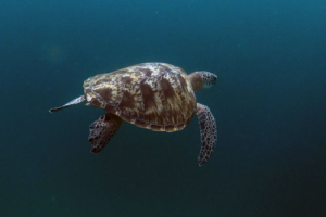 Golia, green turtle, adopted Green turtle swimming away, Kendhikolhudhoo, Noonu, Maldives. Image.