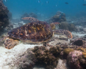 Adopted turtle in the Maldives. Image