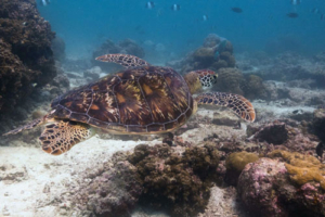 Debbie, green, adopted. Adopted turtle in the Maldives. Image