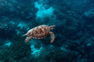 Severus, adopted by Manon for Sarah. Adopted green turtle, Maldives. Image.