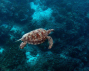 Adopted green turtle, Maldives. Image.