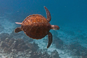 Greg, green turtle, adopted Adopted green turtle, Maldives. Image.