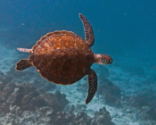 Adopted green turtle, Maldives. Image.