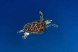 Carapuce adopted by Thamara Trottier. Adopted green turtle, Maldives. Image