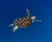 Adopted green turtle, Maldives. Image