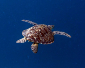 Adopted turtle in Maldives. Image
