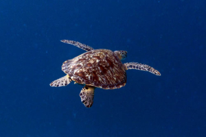 Shelbow, green, adopted by Augustin Bozo. Adopted turtle in Maldives. Image