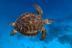 Tabs, adopted by Bastian Adopted green turtle, Maldives. Image