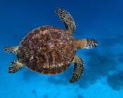 Adopted green turtle, Maldives. Image