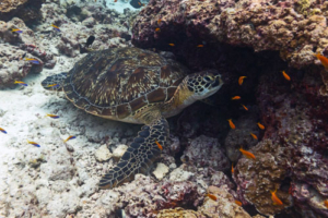 Lil Mochi, adopted for Mrs Egan's Class Adopted green turtle in the Maldives. Image