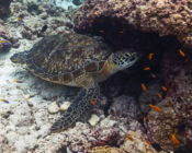 Adopted green turtle in the Maldives. Image