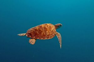 Ella, green, adopted. Adopted turtle in the Maldives. Image.