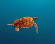 Adopted turtle in the Maldives. Image.