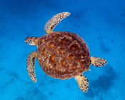 Adopted green turtle, Maldives. Image