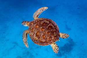 Nanook, adopted by Debbie Seymour. Adopted green turtle, Maldives. Image