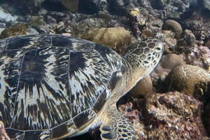 Hau'oli, adopted by Andrea Wedtgrube for Gioia. Adopted green turtle. Maldives. Image