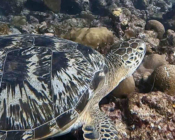 Adopted green turtle. Maldives. Image