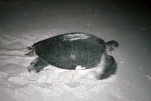 Yvonne, green, adopted. Adopted turtle in the Maldives. Image