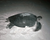 Adopted turtle in the Maldives. Image