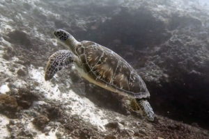 Chris, green turtle, adopted by Team Berner Travel Green turtle swimming over reef, Medhufaru house reef, Noonu atoll, Maldives. Image.