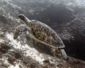 Green turtle swimming over reef, Medhufaru house reef, Noonu atoll, Maldives. Image.