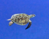 Green turtle swimming in the blue, Chicken Island East, Noonu atoll, Maldives. Image.