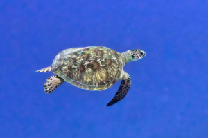 Arlo, green turtle, adopted for Ryan by Tegan Green turtle swimming in the blue, Chicken Island East, Noonu atoll, Maldives. Image.