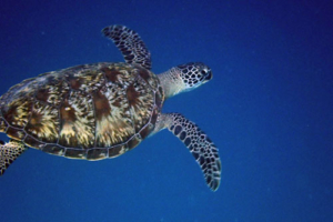 Myrtle, green turtle, adopted by Kathleen Welton for The Magic Sea Turtle Green turtle swimming in the blue, Chicken Island West, Noonu atoll, Maldives. Image.