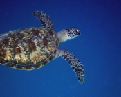 Green turtle swimming in the blue, Chicken Island West, Noonu atoll, Maldives. Image.