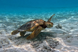 Ali, green turtle, adopted for Alexander Stadlhuber by The Family Project Green turtle swimming over sand, Medhufaru coral garden, Noonu atoll, Maldives. Image.