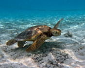 Green turtle swimming over sand, Medhufaru coral garden, Noonu atoll, Maldives. Image.
