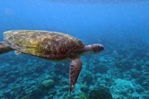 Heather, green turtle, adopted by Isabella for Heather Green turtle swimming, Medhufaru Pergola South, Noonu Atoll, Maldives. Image.