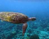 Green turtle swimming, Medhufaru Pergola South, Noonu Atoll, Maldives. Image.