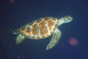 Ilse, green turtle, adopted Green turtle swimming in the blue, Vattaru, Noonu atoll, Maldives. Image.
