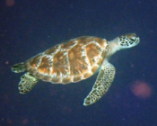 Green turtle swimming in the blue, Vattaru, Noonu atoll, Maldives. Image.