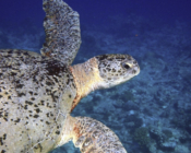 Green turtle, Medhufaru, Noonu atoll, Maldives. Image.