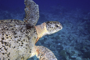 Riley, green turtle, adopted Green turtle, Medhufaru, Noonu atoll, Maldives. Image.