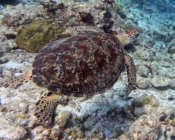 Green turtle swimming away over the reef, Medhufaru, Noonu Atoll, Maldives. Image.