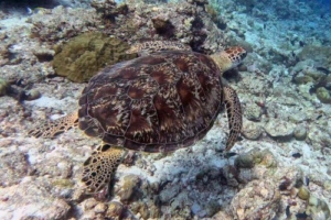 Bessea, green turtle, adopted by Matt Goulding & Roger Green turtle swimming away over the reef, Medhufaru, Noonu Atoll, Maldives. Image.