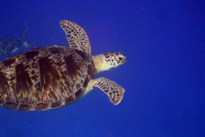 Mentos, green turtle, adopted Green turtle swimming in the blue, Medhufaru Pergola North, Noonu atoll, Maldives. Image.