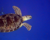 Green turtle swimming in the blue, Medhufaru Pergola North, Noonu atoll, Maldives. Image.